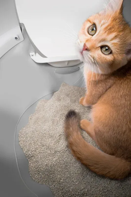 CATLINK AI 5GHz Camera Cat Litter Box - Scooper Pro Ultra, photo 10 of 11