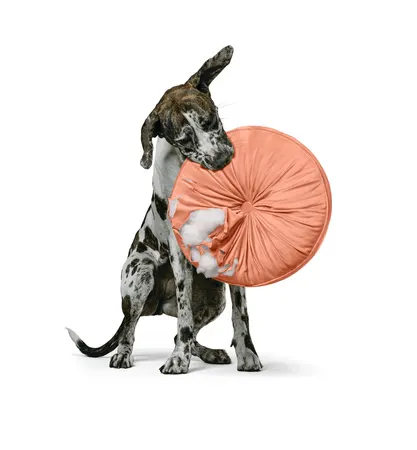 Image: DNA My Dog DNA My Dog Essential Breed ID Test, photo 3 of 5