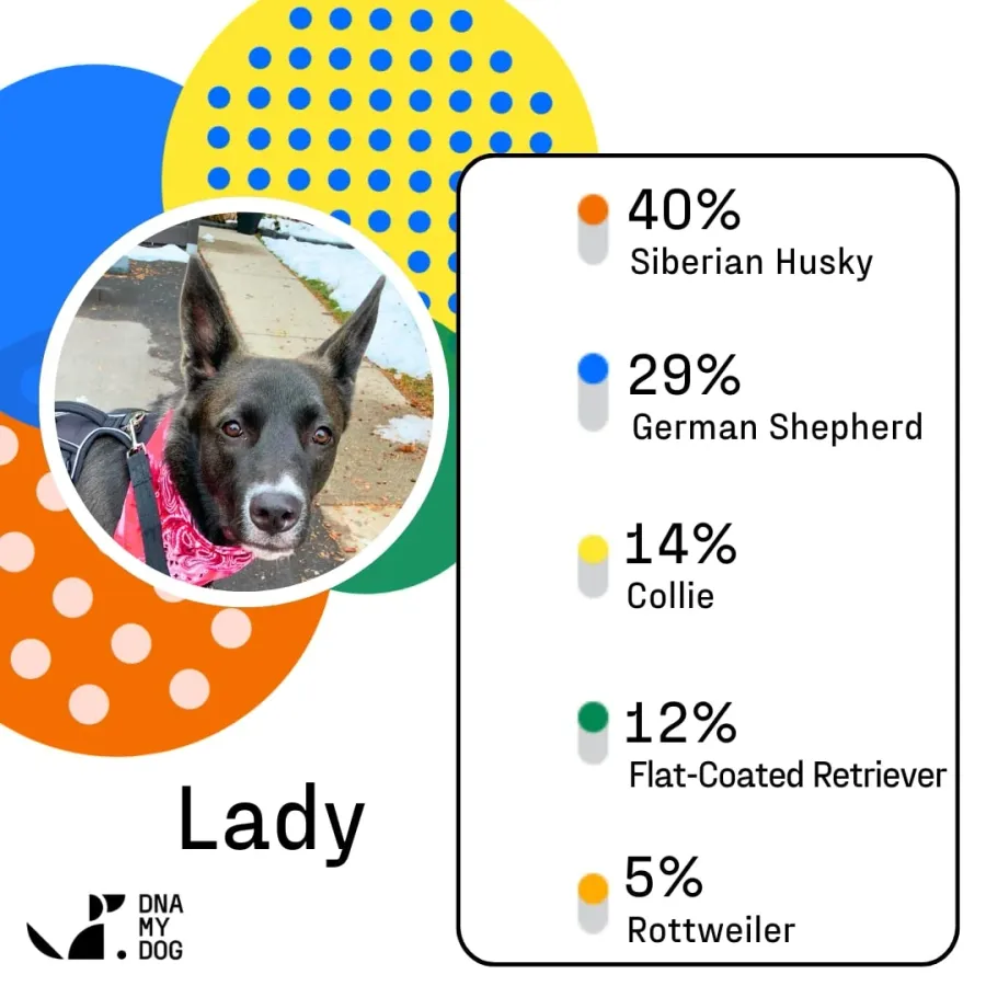 DNA My Dog Essential Breed ID Test, photo 5 of 5