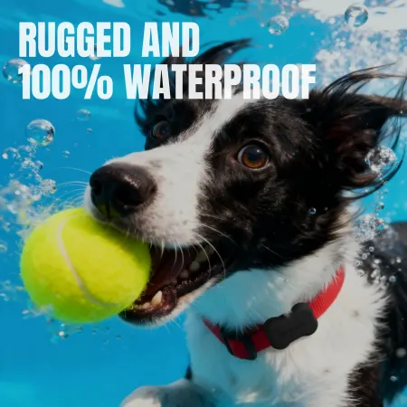 Image: FitBark FitBark GPS 2nd Gen, photo 4 of 6