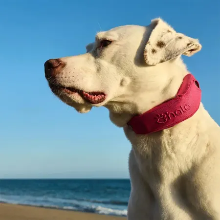 Image: Halo Collar (Protect Animals With Satellites, LLC) Halo Collar 4, photo 2 of 6