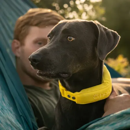 Image: Halo Collar (Protect Animals With Satellites, LLC) Halo Collar 5, photo 5 of 6