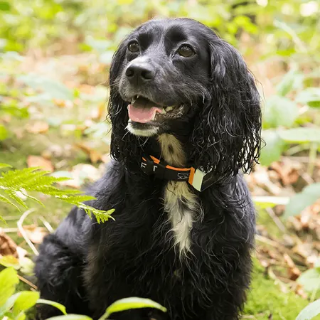 Image: Pawfit (Latsen Technology Ltd.) Pawfit 3 GPS Dog Tracker, photo 6 of 10