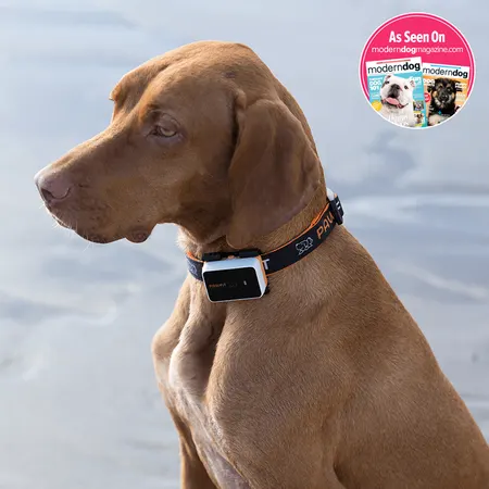 Image: Pawfit (Latsen Technology Ltd.) Pawfit 3 GPS Dog Tracker, photo 7 of 10