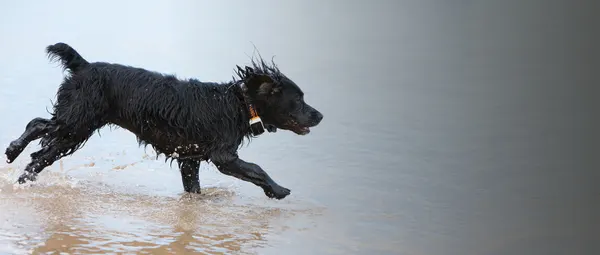 Image: Pawfit (Latsen Technology Ltd.) Pawfit 3 GPS Dog Tracker, photo 9 of 10