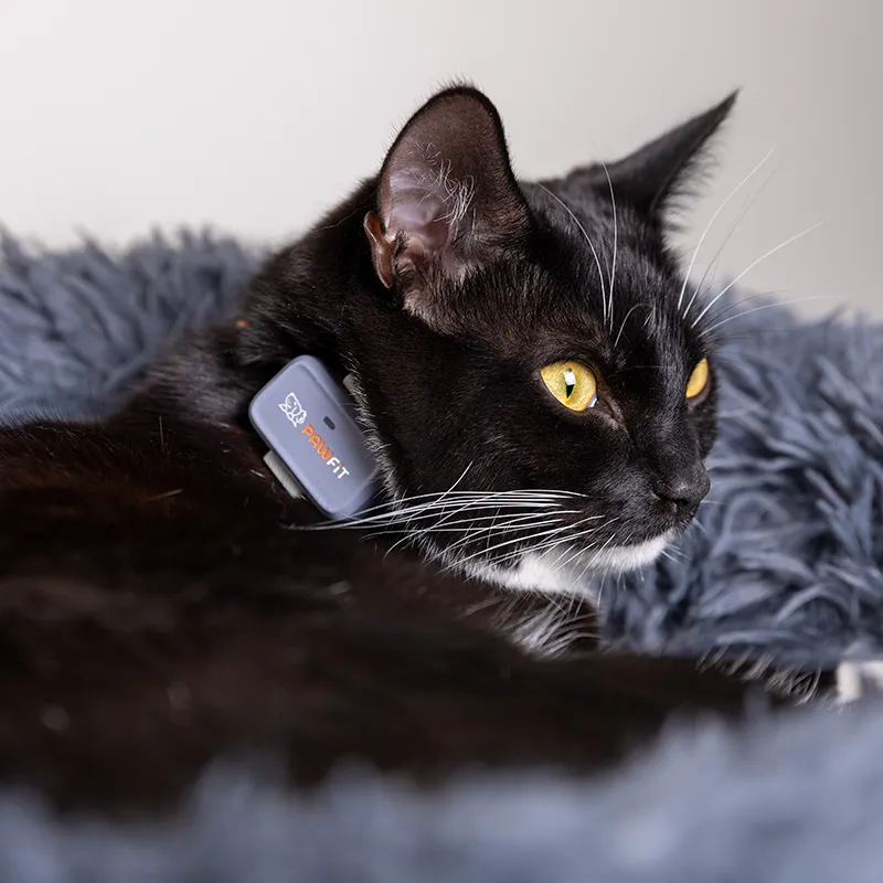 Pawfit Lite GPS tracker for cats, photo 4 of 7