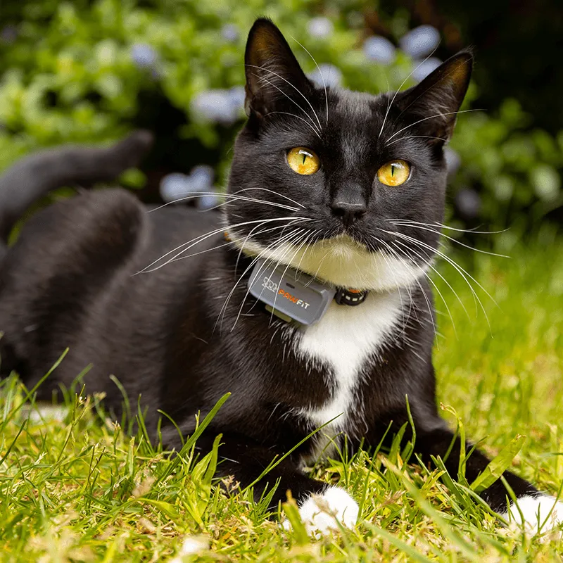 Pawfit Lite GPS tracker for cats, photo 5 of 7