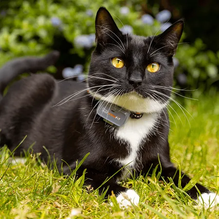 Pawfit Lite GPS tracker for cats, photo 5 of 7