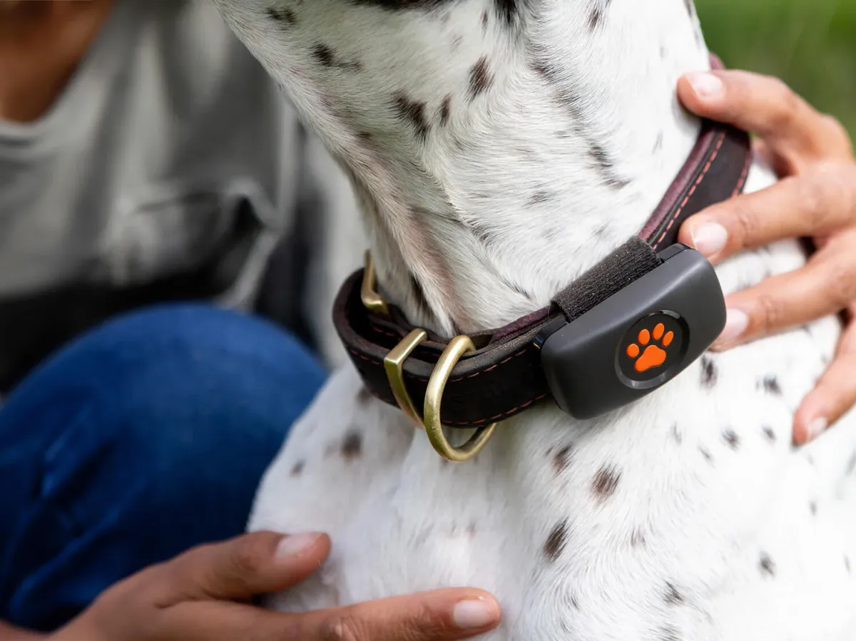 PitPat Dog GPS Tracker, photo 6 of 7