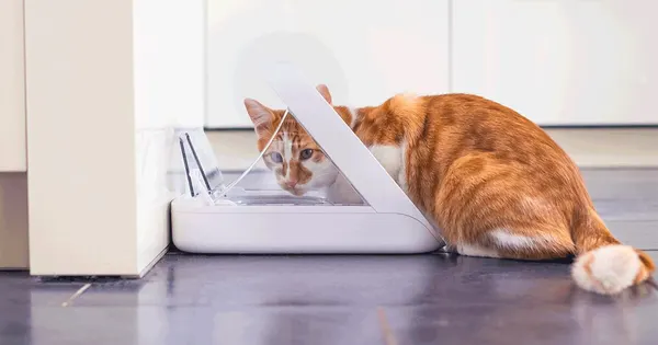 Image: Sure Petcare (SureFeed) SureFeed Microchip Pet Feeder, photo 2 of 2