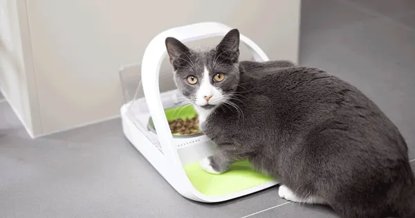 Image: Sure Petcare (SureFeed) SureFeed Microchip Pet Feeder Connect, photo 2 of 2