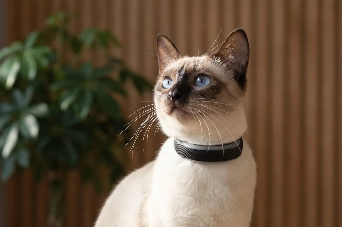 Tractive CAT Mini, photo 4 of 5