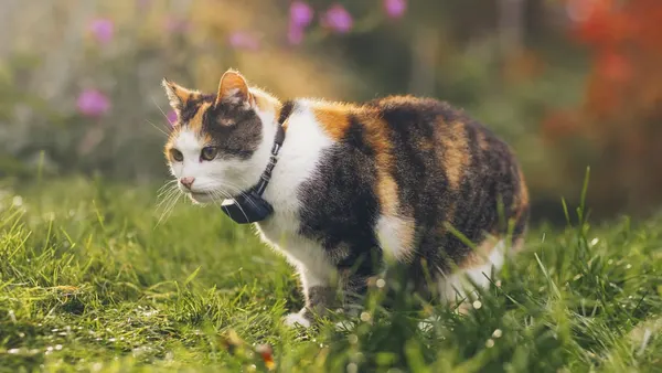 Image: Tractive Tractive CAT Mini, photo 5 of 5