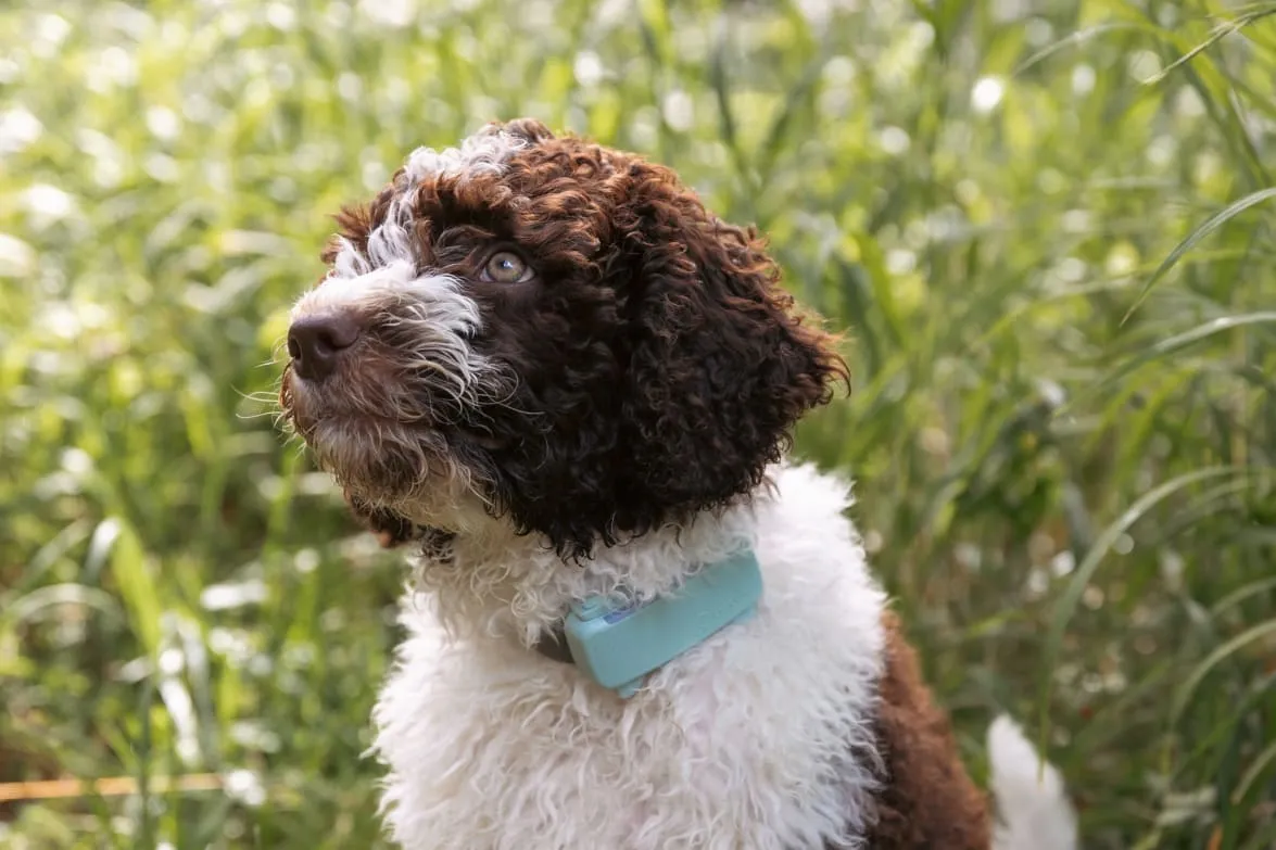 Tractive DOG 6, photo 3 of 5