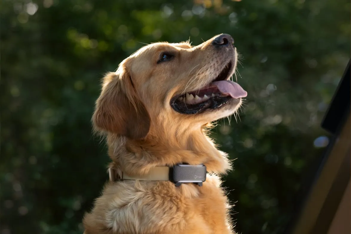 Tractive DOG 6, photo 4 of 5