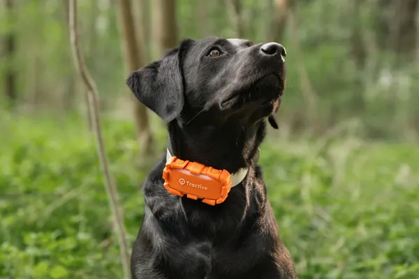 Tractive DOG 6 XL, photo 5 of 5