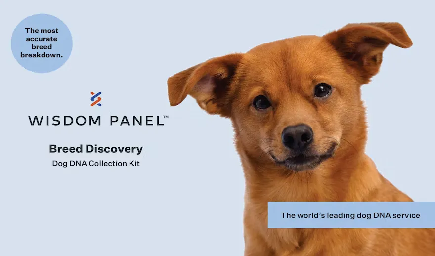 Wisdom Panel™ Breed Discovery, photo 5 of 6