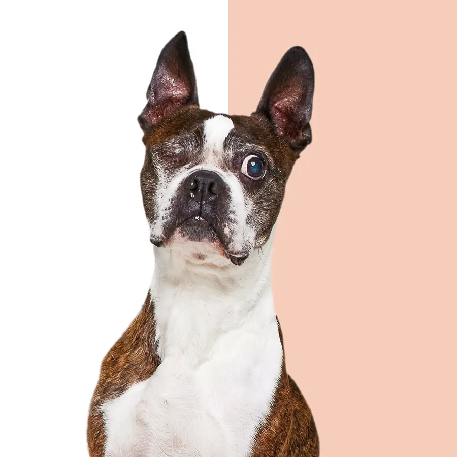 Wisdom Panel™ Breed Discovery, photo 6 of 6