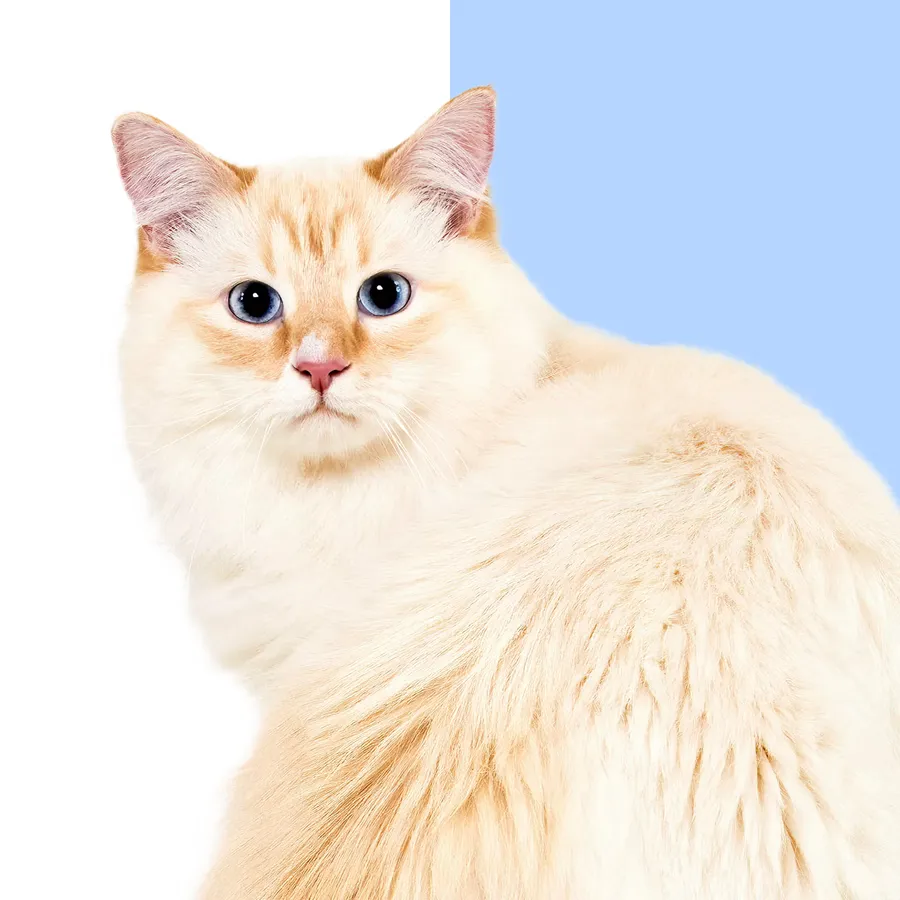 Wisdom Panel™ Complete for Cats, photo 5 of 6