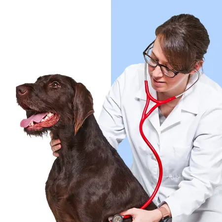 Wisdom Panel™ Essential, photo 8 of 8