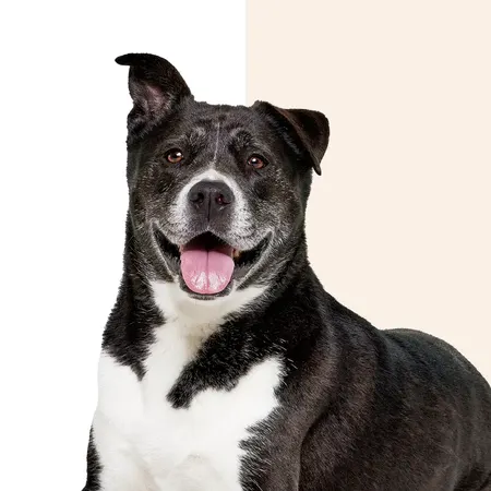 Wisdom Panel™ Essential, photo 7 of 8