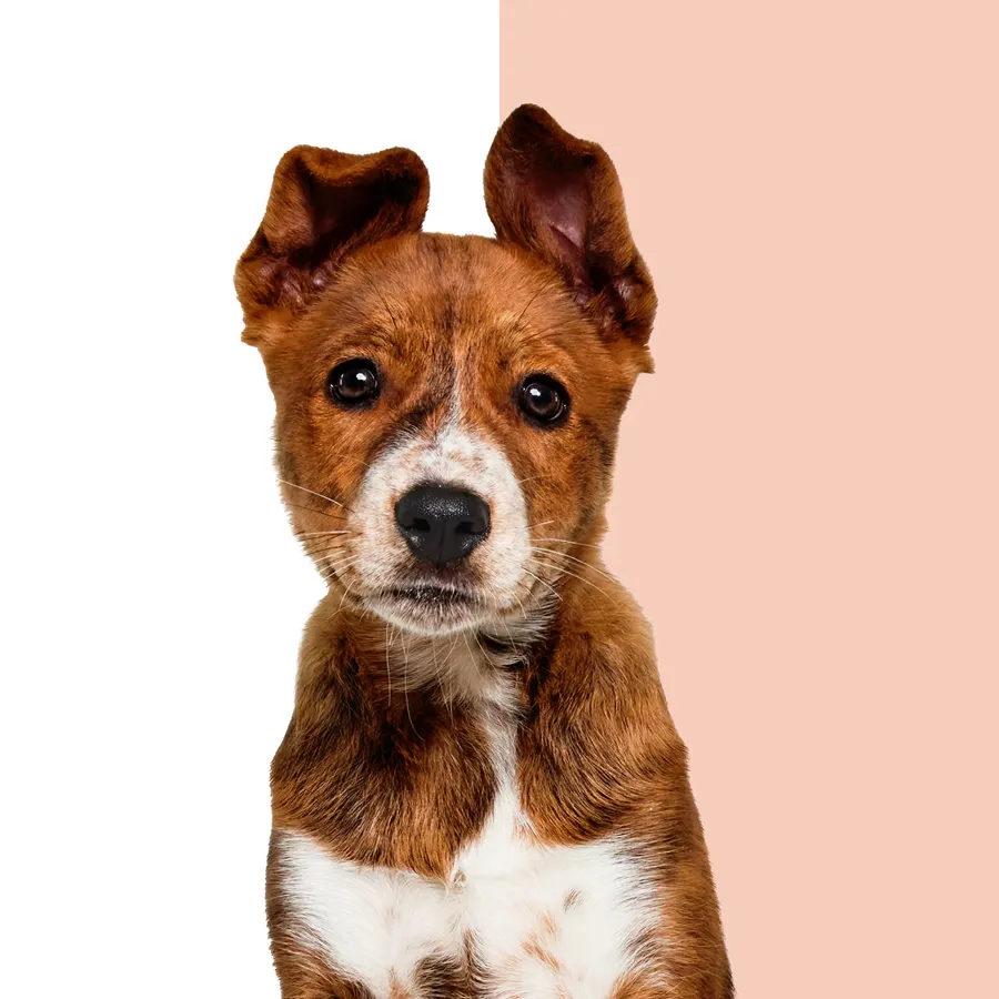 Wisdom Panel™ Premium, photo 7 of 8