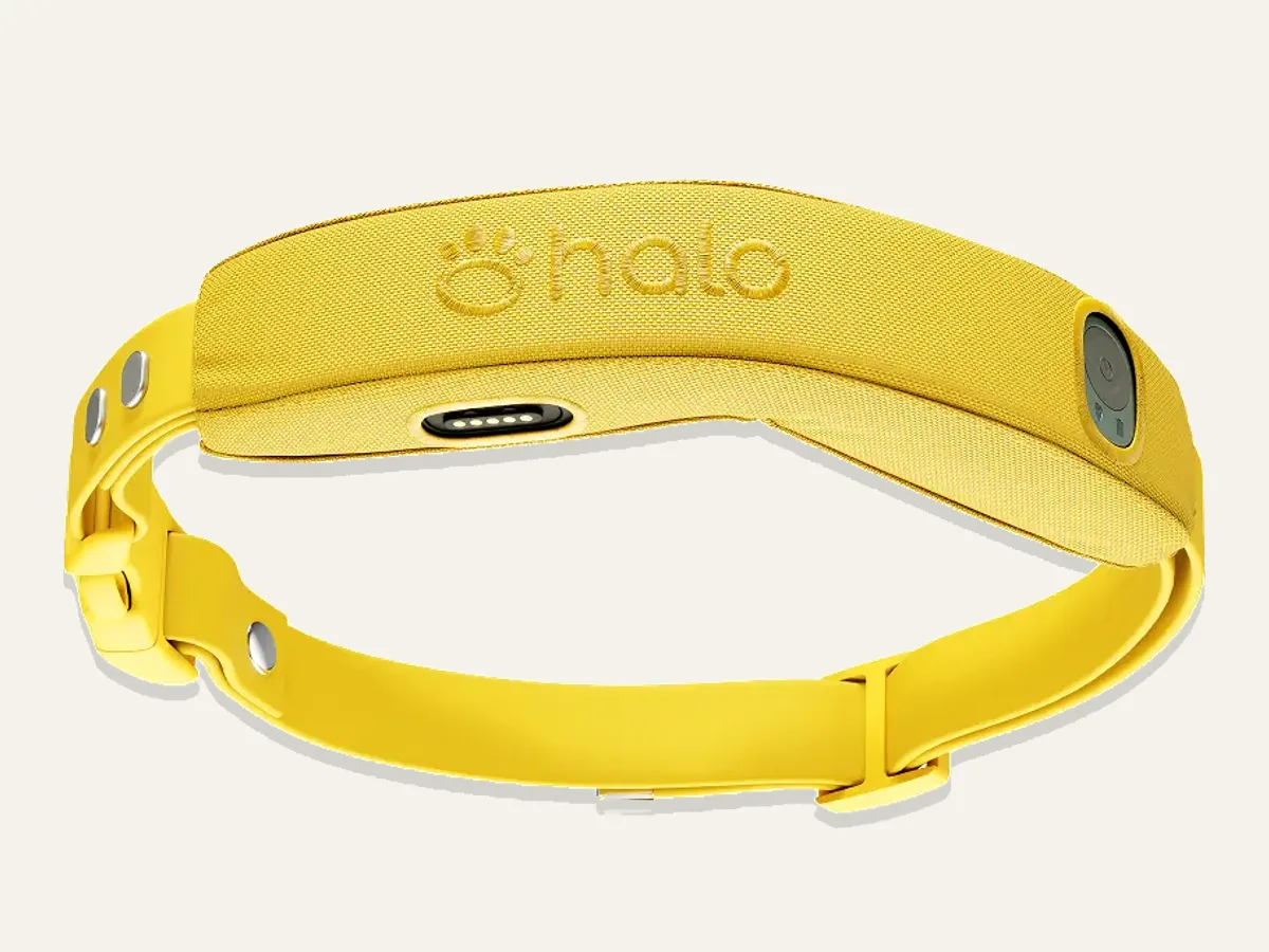 Halo Collar 5